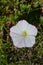 White flower loach early morning in the grass