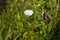 White flower of a loach with green leaves