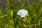 White flower of a loach with green leaves