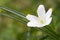 White flower macro