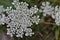 White flower macro. Anise.