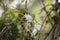 White flower in madagascar rainforest