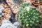 White flower of Mammillaria Decipiens.