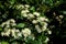 White flower of Manchurian clematis. The garden bush blooms in summer and autumn. Gardening day