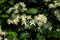 White flower of Manchurian clematis. The garden bush blooms in summer and autumn. Gardening day