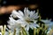 White flower margarita