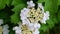 White flower of the medicinal plant viburnum with green leaves close-up swaying in the wind. Beautiful natural background