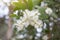 White flower of Melaleuca cajuputi Powell, Cajuput tree, paper bark tree or swamp tea tree on blur nature background