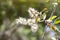 White flower of Melaleuca cajuputi Powell, Cajuput tree, paper bark tree or swamp tea tree on blur nature background