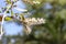 White flower of Melaleuca cajuputi Powell, Cajuput tree, paper bark tree or swamp tea tree on blur nature background