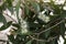 White flower of Melaleuca cajuputi Powell, Cajuput tree, paper bark tree or swamp tea tree with sunlight in the garden.