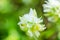 White flower Melampyrum nemorosum, closeup. Blur background