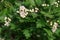 White flower of midland hawthorn
