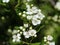 White flower of midland hawthorn, English hawthorn (Crataegus laevigata) blooming in spring