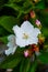 White flower of Mirabilis Jalapa