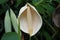 White flower of Monstera, close up.  Monstera delicacy or attractive monstera
