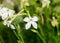 White flower Nicotiana alata Regina Noptii, green branch, close up