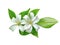 White flower , orange jasmine plant