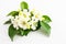 White flower, Orange Jessamine