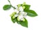 White flower of Orange Jessamine, Satin wood, Murraya exotica tree