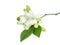 White flower of Orange Jessamine, Satin wood, Murraya exotica tree