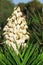 White flower palm tree.