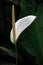 White Flower Peace Lilies or Spathiphyllum with Natural Light.
