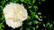 White Flower Petals Green Shining Leaves Background