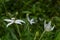 White flower petals of narrow