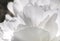 White flower petals, peony background.