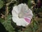 White flower with pink beautiful strands