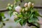 White flower and pink bud on apple tree. Blooming apple tree in spring.