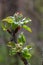 White flower and pink bud on apple tree. Blooming apple tree in spring.