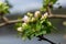 White flower and pink bud on apple tree. Blooming apple tree in spring.