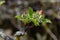 White flower and pink bud on apple tree. Blooming apple tree in spring.