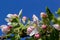 White flower and pink bud on apple tree. Blooming apple tree in spring.