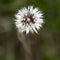 White flower in pinnacle national park