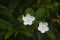 white flower pinwheel jasmine