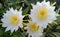 The white flower of the pitaya in bloom. The fruit of several varieties of cacti from the clans of hylocereus and selenicereus