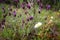 A white flower of the plant called moorish jagz with lavender plants background