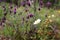 A white flower of the plant called moorish jagz with lavender plants background