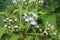 A white flower of the plant species Chromolaena odorata