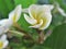 White flower plumeria