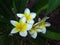 White flower plumeria bunch