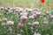 White FLOWER poppies  flowers grass