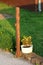 White flower pot with Mexican marigold or Tagetes erecta herbaceous annual plants planted next to rusted metal pole surrounded