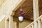 White flower pot with red geraniums hanging on a decorative balcony