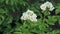 White flower of potato plant