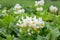White flower of a potato on a vegetable plantation in a kitchen garden.