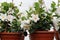 White flower in pots. Dipladenia in greenhouse. Mandevilla sanderi.